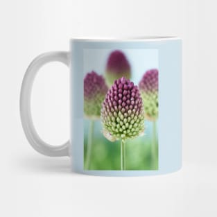 Allium sphaerocephalon   AGM  Round-headed garlic  Round-headed leek Mug